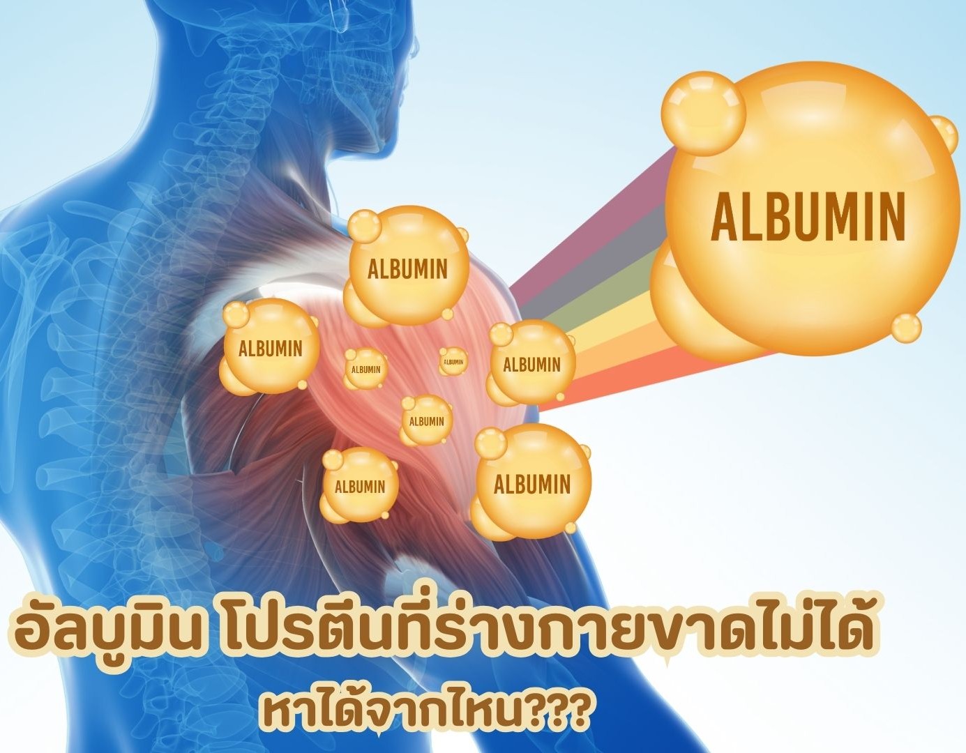 อัลบูมิน โปรตีนที่ร่างกายขาดไม่ได้